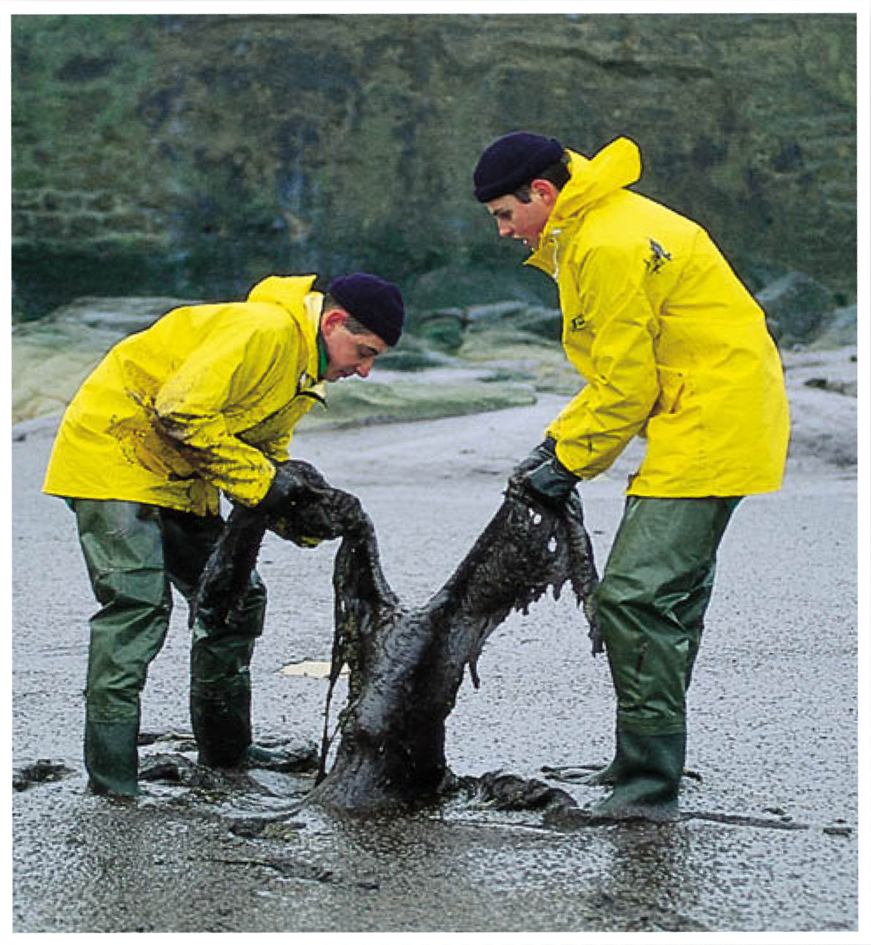 Sauvetage d'un oiseau mazouté