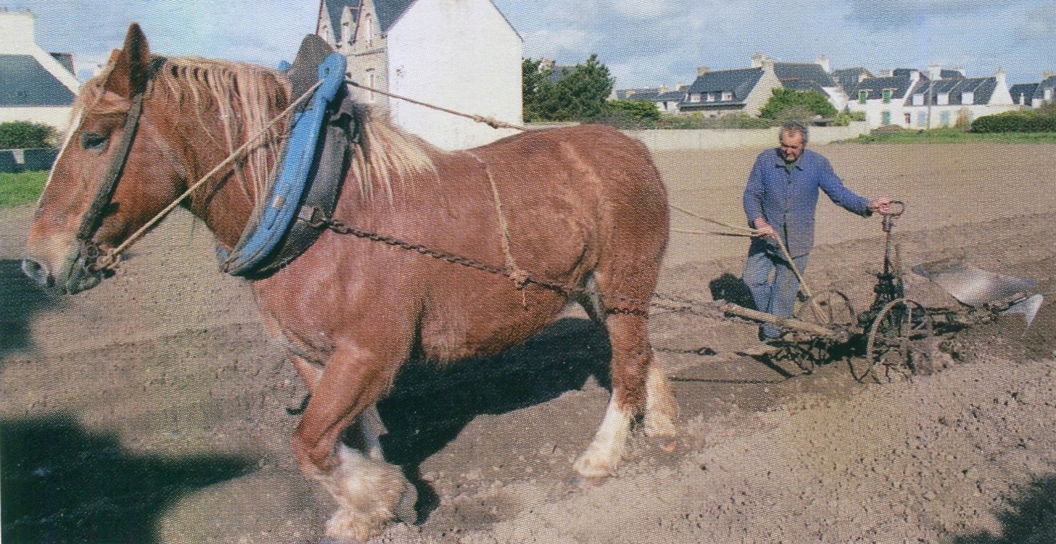 Le dernier cheval au travail à Penmarc'h en 1999