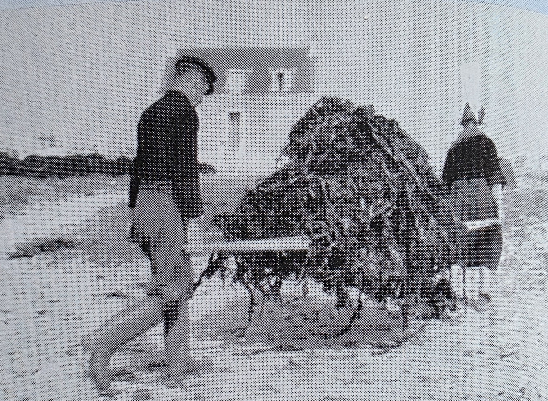 Remontée du goémon